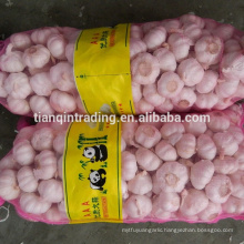 Fresh red garlic in China with bag package